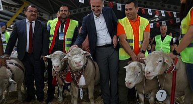 İnegöl'de Koç ve Süs Tavukları podyumda