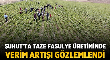 Şuhut'ta Taze Fasulye Üretiminde Verim Artışı Gözlemlendi