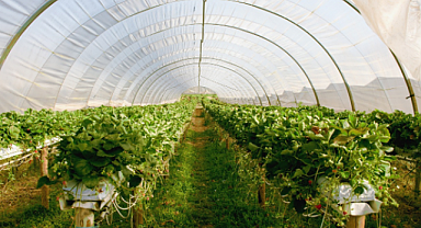 İbrahim Yumaklı: Antalya'da Seracılığa Destekle Potansiyeli Artırıyoruz