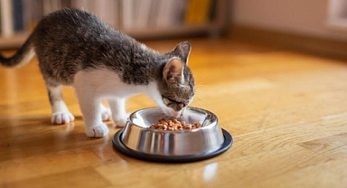 Bir Kedi Günde Ne Kadar Mama Yemeli?