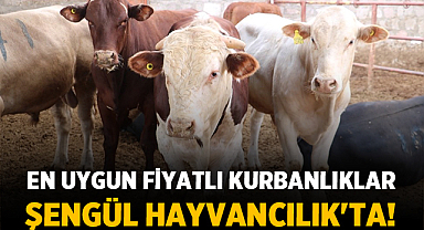Kurban Bayramı Heyecanı Başladı! En Uygun Fiyatlı Kurbanlıklar Şengül Hayvancılık'ta!
