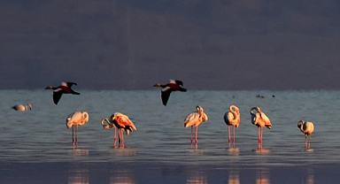 Flamingoların Dans Ettiği Gizli Cennet: Acıgöl