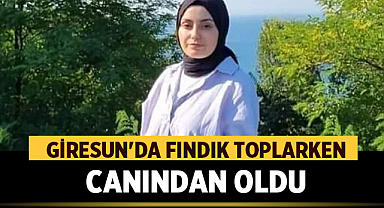 Giresun'da Fındık Toplarken Canından Oldu