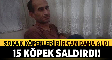 İstanbul'da Sokak Köpekleri Bir Can Daha Aldı!