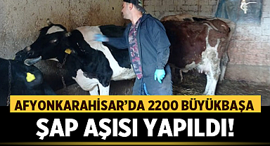 Afyonkarahisar’da 2200 Büyükbaşa Şap Aşısı Yapıldı!