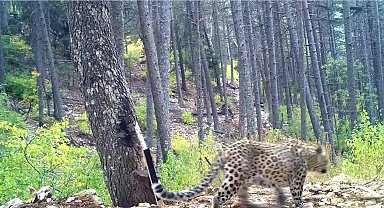 Anadolu Parsı: Ormanların Gizli Kahramanı Koruma Altında