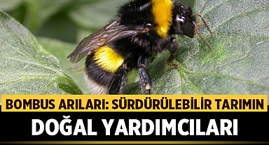 Bombus Arıları: Sürdürülebilir Tarımın Doğal Yardımcıları