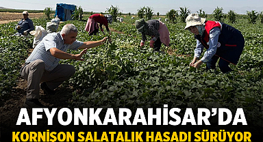 Afyonkarahisar'da Kornişon Salatalık Hasadı Sürüyor
