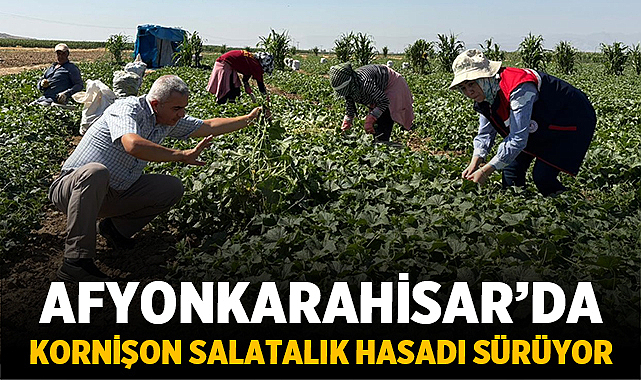 Afyonkarahisar'da Kornişon Salatalık Hasadı Sürüyor
