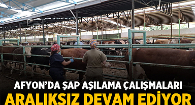 Afyonkarahisar’da Şap Aşılama Çalışmaları Aralıksız Devam Ediyor