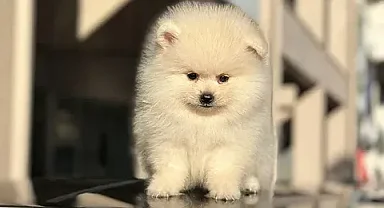 Pomeranian (Boo): Sevimliliğiyle Gönülleri Fetheden Minik Dost