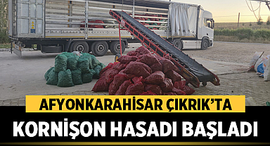 Çıkrık’ta Kornişon Bereketi: Salatalık Hasadı Gün Boyu Sürüyor