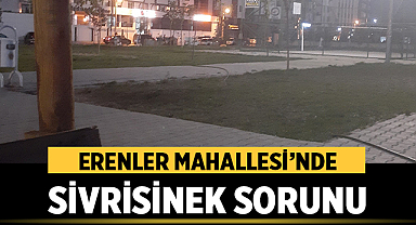 Erenler Mahallesi’nde Sivrisinek Sorunu Öğrencileri ve Aileleri Zorluyor