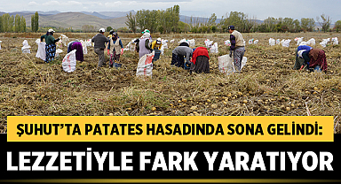 Şuhut’ta patates hasadında sona gelindi: Agria patatesi lezzetiyle fark yaratıyor