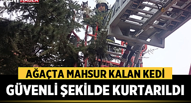 Afyonkarahisar’da Ağaçta Mahsur Kalan Kedi Güvenli Şekilde Kurtarıldı