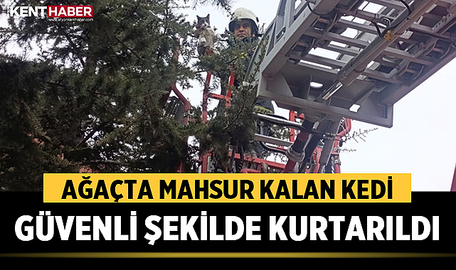 Afyonkarahisar’da Ağaçta Mahsur Kalan Kedi Güvenli Şekilde Kurtarıldı