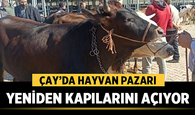 Çay’da Hayvan Pazarı Yeniden Kapılarını Açıyor