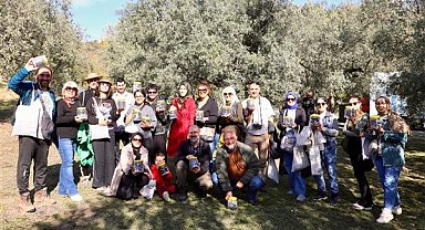 Mudanya’da zeytin hasadı başladı