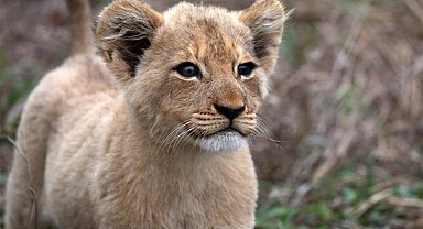 Yasa dışı yolla getirilen Afrika aslanı yavrusuna el konuldu