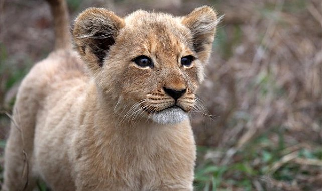 Yasa dışı yolla getirilen Afrika aslanı yavrusuna el konuldu