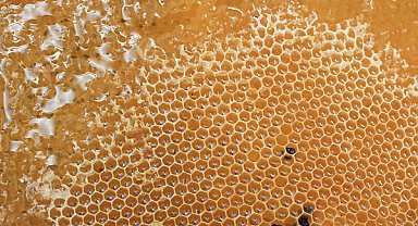 Yenice Ihlamur Balı coğrafi işaret tescili aldı