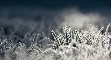 Zirai dondan etkilenen üreticilere destek ödemesi 