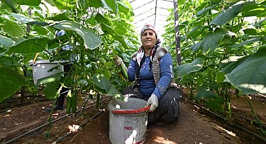 Aydıncık’ta hıyar hasadı başladı