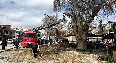 Afyonkarahisar Bolvadin’de Asırlık Çınar Ağacı Bakımdan Geçirildi