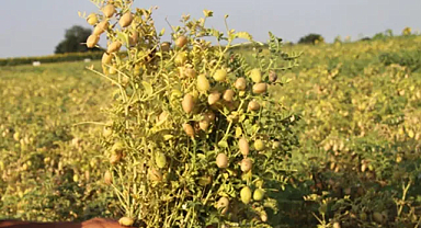 Afyonkarahisar’da 2026’da Ayçiçeği ve Nohut Üretimine TAKEP Desteği Verilecek