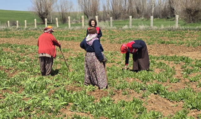 Afyonkarahisar'da Haşhaş Tarlalarında Çapa Çalışmaları Sürüyor