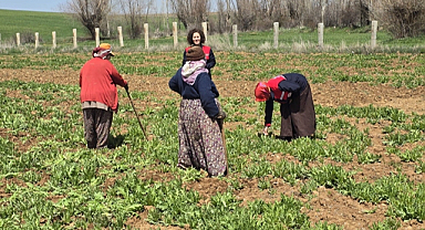 Afyonkarahisar'da Haşhaş Tarlalarında Çapa Çalışmaları Sürüyor
