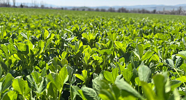 Afyonkarahisar’da Yem Bitkileri Desteklemeleri İçin Saha Denetimleri Sürüyor