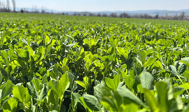 Afyonkarahisar’da Yem Bitkileri Desteklemeleri İçin Saha Denetimleri Sürüyor