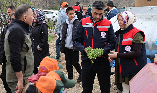 Dinar’da Kekik Tarımı Başladı