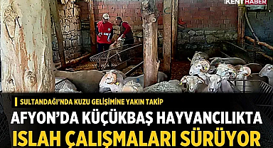 Afyon’da Küçükbaş Hayvancılıkta Islah Çalışmaları Sürüyor
