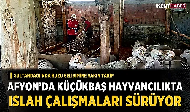Afyon'da Küçükbaş Hayvancılıkta Islah Çalışmaları Sürüyor