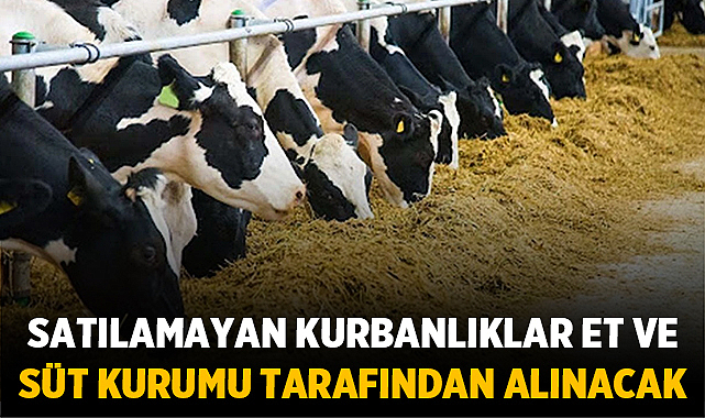 Satılamayan kurbanlıklar Et ve Süt Kurumu tarafından alınacak