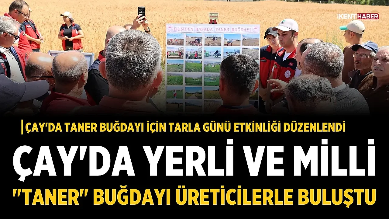 Çay'da Taner buğdayı için Tarla Günü etkinliği düzenlendi