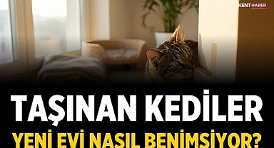 Taşınan Kediler Yeni Evi Nasıl Benimsiyor?