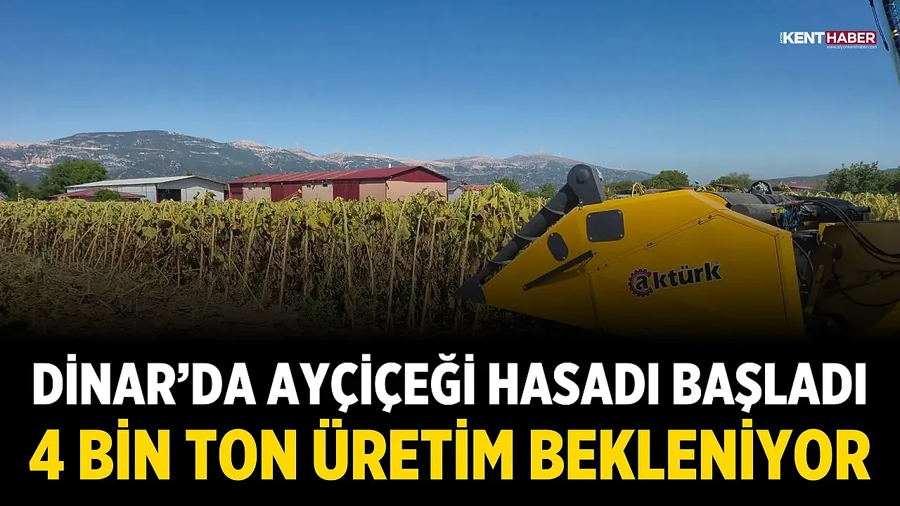 Dinar’da Ayçiçeği Hasadı Başladı: 4 Bin Ton Üretim Bekleniyor
