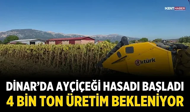 Dinar’da Ayçiçeği Hasadı Başladı: 4 Bin Ton Üretim Bekleniyor