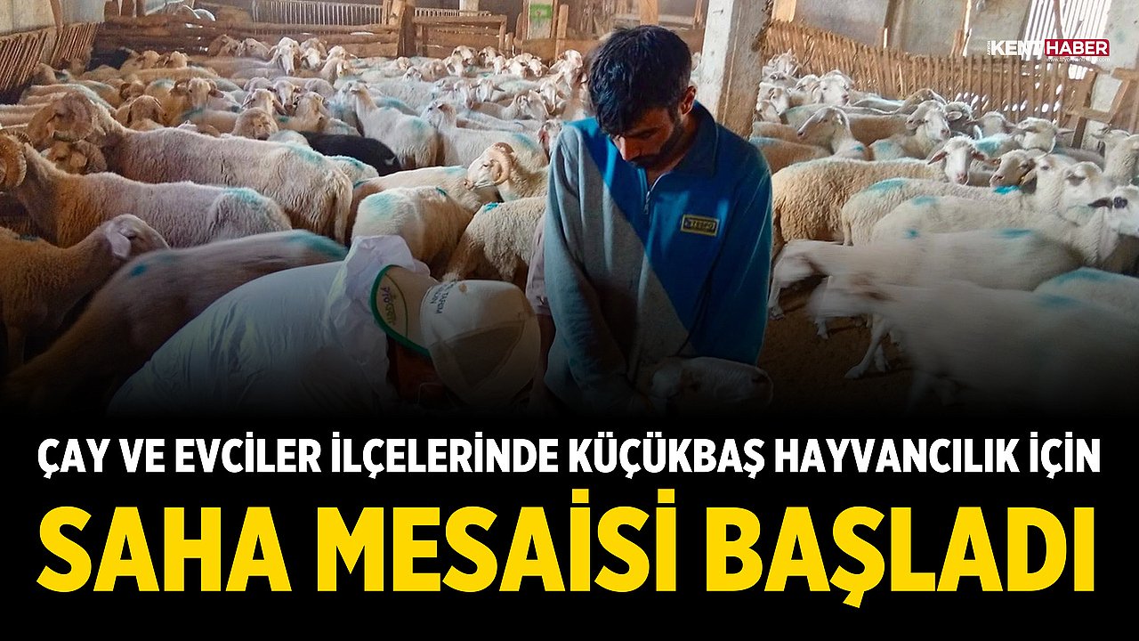 Afyonkarahisar'ın Çay ve Evciler İlçelerinde Küçükbaş Hayvancılık İçin Saha Mesaisi Başladı