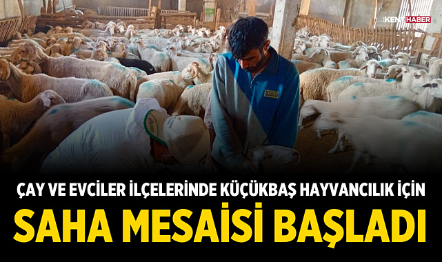 Afyonkarahisar'ın Çay ve Evciler İlçelerinde Küçükbaş Hayvancılık İçin Saha Mesaisi Başladı