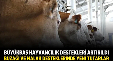 Büyükbaş Hayvancılık Destekleri Artırıldı: Buzağı ve Malak Desteklerinde Yeni Tutarlar