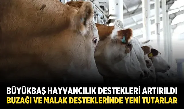 Büyükbaş Hayvancılık Destekleri Artırıldı: Buzağı ve Malak Desteklerinde Yeni Tutarlar