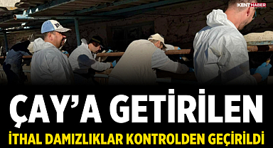 Çay'a getirilen ithal damızlıklar kontrolden geçirildi