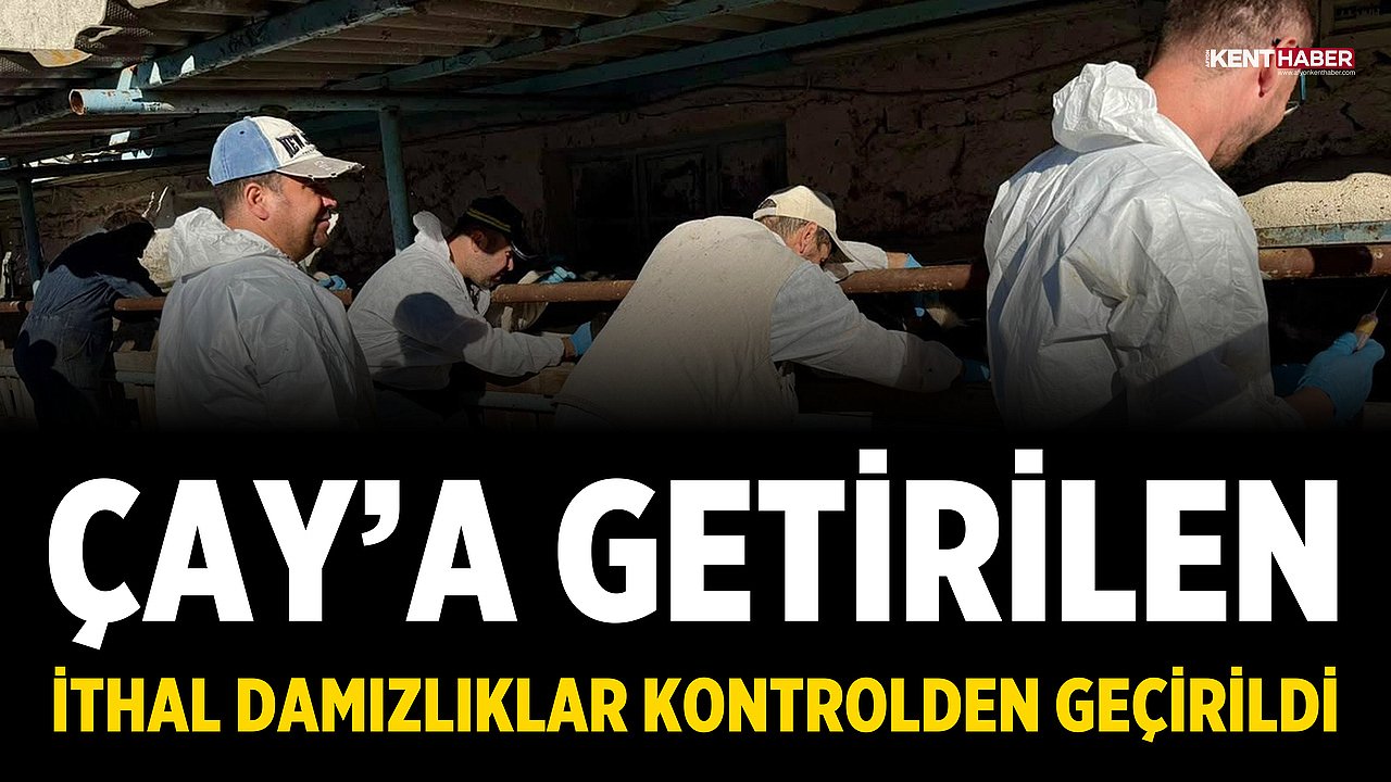 Çay'a getirilen ithal damızlıklar kontrolden geçirildi