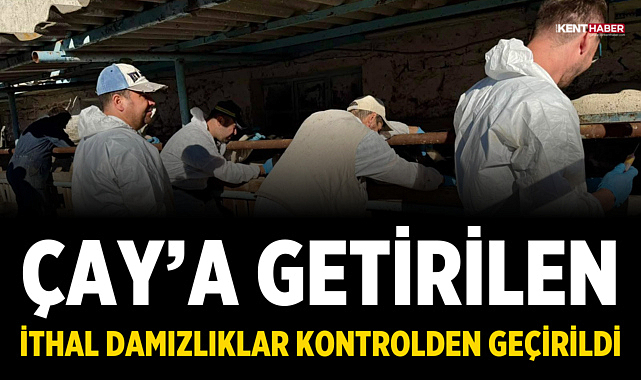 Çay'a getirilen ithal damızlıklar kontrolden geçirildi