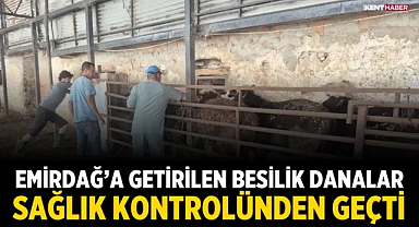Emirdağ’a Getirilen Besilik Danalar Sağlık Kontrolünden Geçti