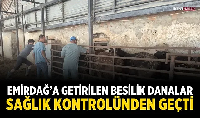 Emirdağ’a Getirilen Besilik Danalar Sağlık Kontrolünden Geçti
